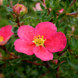 potentilla fruticosa rubra